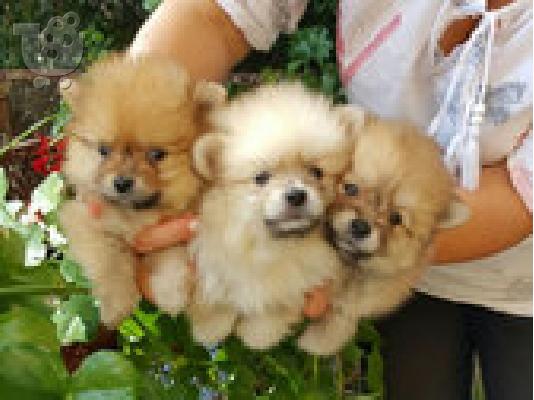 PoulaTo: Pomeranian κουτάβια