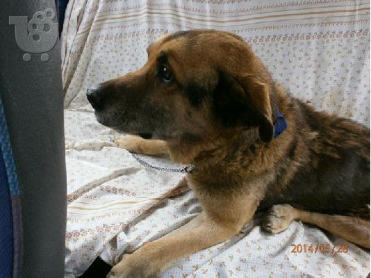 Ηλικιωμενος σκυλακος για φιλοξενια