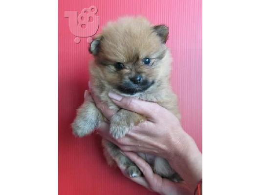 Πουλήστε Pomeranian