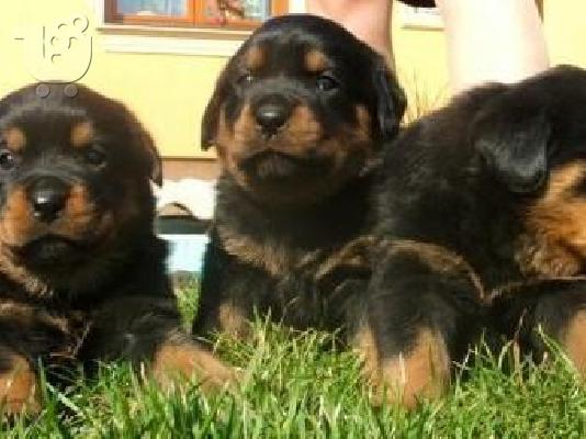 PoulaTo: Rottweiler καθαρόαιμα επιλογής