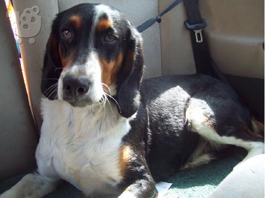 PoulaTo: Η Βαλια ψαχνει οικογενεια