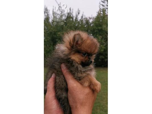 Pomeranian Spitz