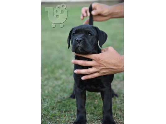 Cane Corso κουτάβια