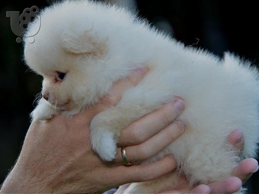Pomeranian Spitz κουτάβια