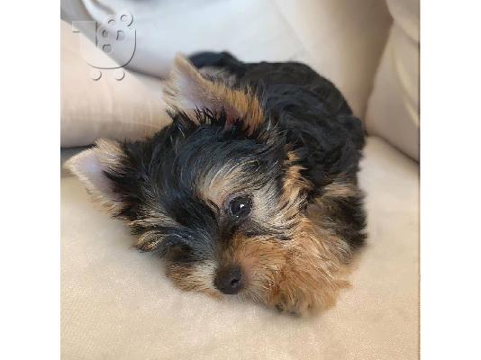 αγαπώντας το Yorkie terrier έτοιμο για υιοθέτηση.