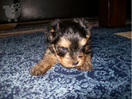 Πωλειται καθαροαιμο κουταβακι yiorkhsire mini