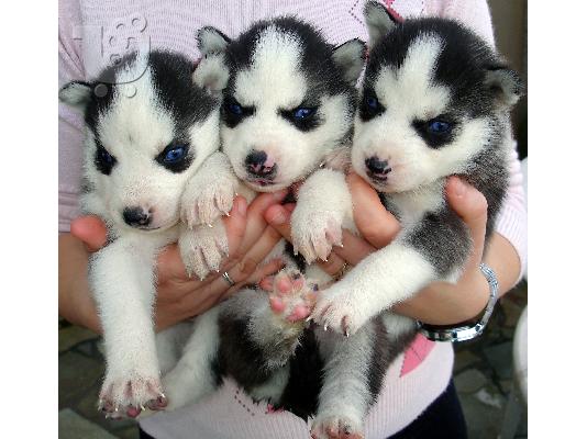 Χάσκι Σιβηρίας (Siberian Husky)