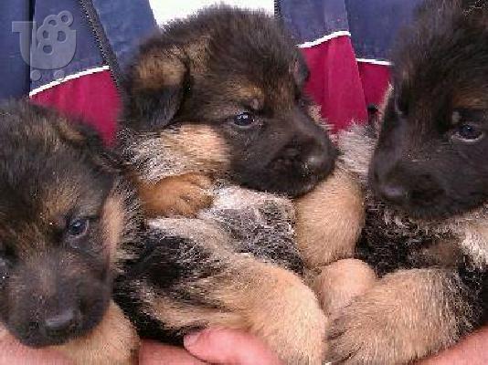 German Shepherd καθαροαιμα -ΘΕΣΣΑΛΟΝΙΚΗ 6988190151