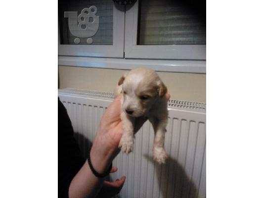 Κανις με τεριε