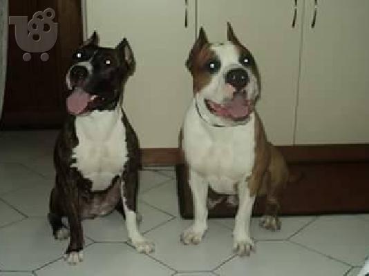 PoulaTo: Διατίθενται κουτάβια American Staffordshire Terrier