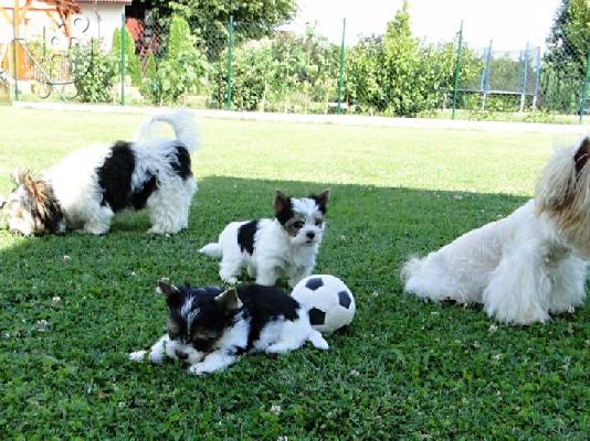 ΓιορκσάιρΤεριέ 12 εβδομάδων. 2 τελευταία. καθαρόαιμο...