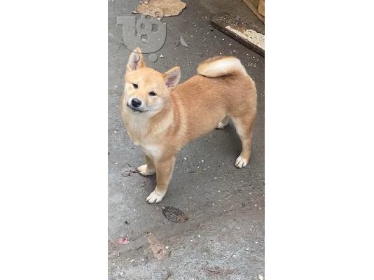 Shiba Inu κουτάβια