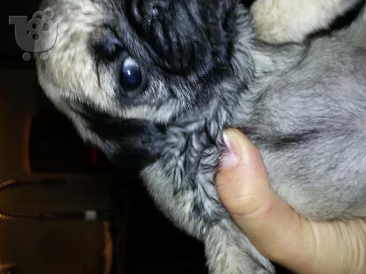 PoulaTo: Πωλείται pug