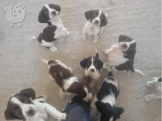 Springer Spaniel