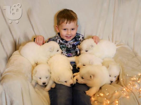 Samoyed κουτάβια προς πώληση