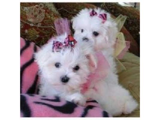 PoulaTo: Δύο Κορυφαία Κατηγορία Της Μάλτας Κουτάβια Διαθέσιμα