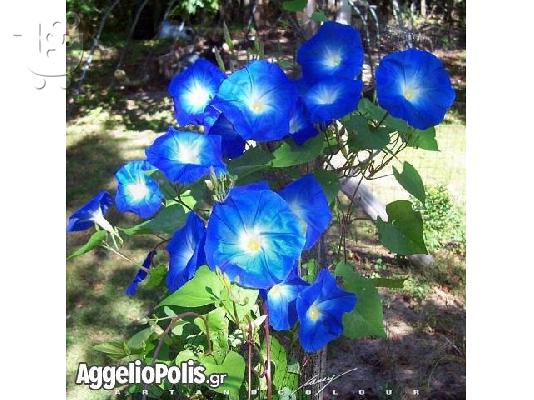 PoulaTo: 50 Σποροι - Ipmoea Morning Glory