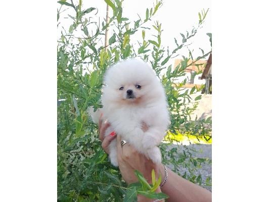 PoulaTo: Pomeranian Spitz κουτάβια