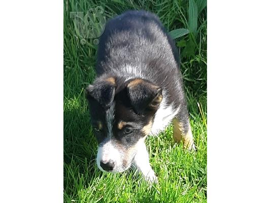 Σούπερ αξιολάτρευτο κουτάβια Border Collie.