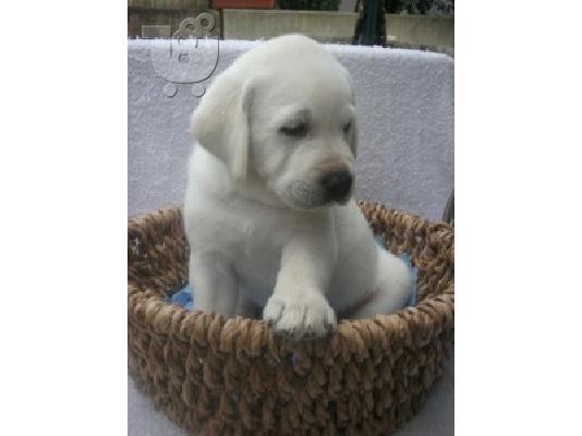Κουτάβια γλυκού λαμπραντόρ