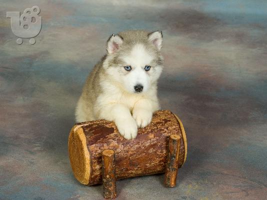 HUSKY SIBERIAN