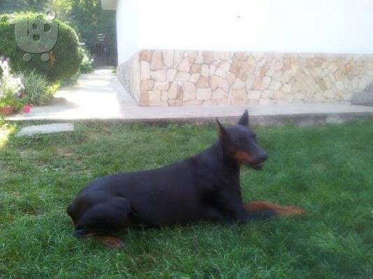 ΝΤΟΜΠΕΡΜΑΝ