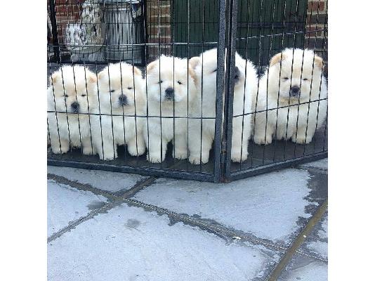 ΔΙΑΘΕΣΙΜΑ LOVELY CHOW CHOW PUPPY