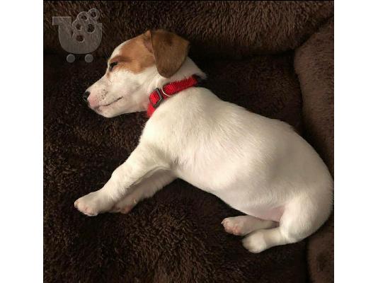 ΖΗΤΕΙΤΑΙ ΚΑΘΑΡΌΑΙΜΟ ΚΟΥΤΆΒΙ JACK RUSSELL