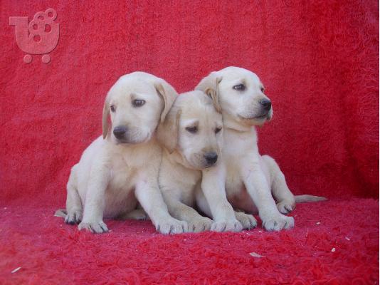 PoulaTo: ΛΑΜΠΡΑΝΤΟΡ