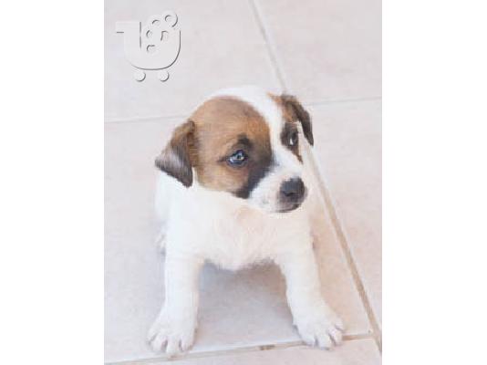 PoulaTo: κουταβάκια Τζακ Ρασελ