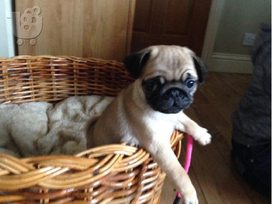 Όμορφα Pug κουτάβια προς πώληση