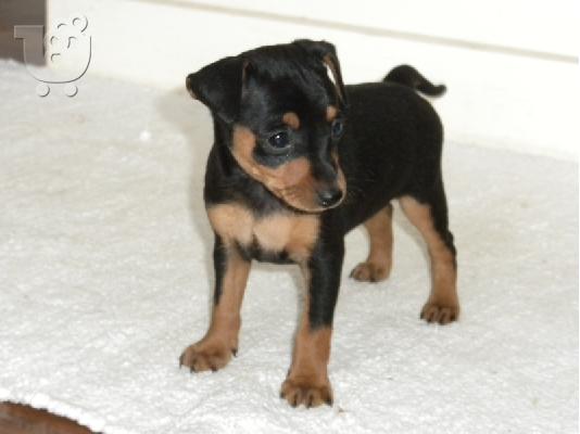 PoulaTo: καθαρόαιμα κουταβάκια pincher