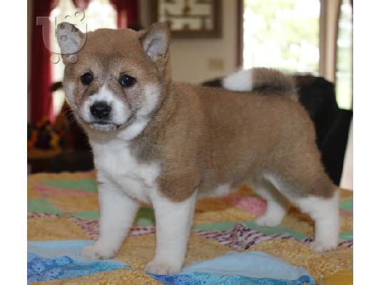 PoulaTo: Akc Shiba Inu κουτάβια για την υιοθεσία