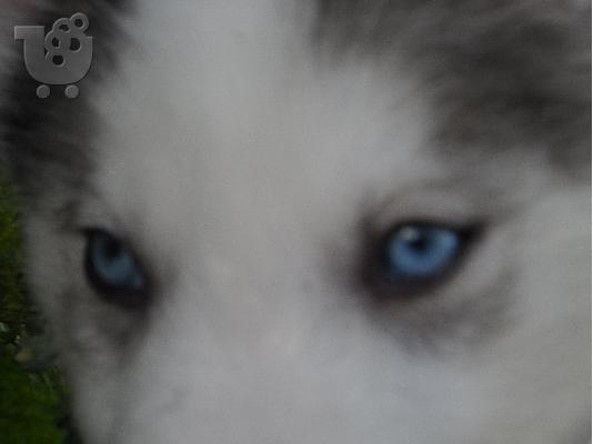 PoulaTo: Husky Seberian