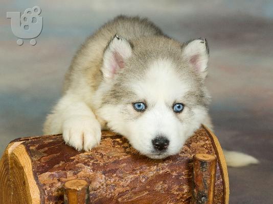 PoulaTo: Siberian Husky