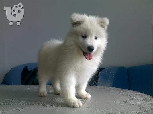Kαλή τιμή!!!Σαμόιτ - 350 euro