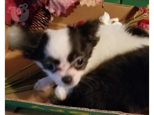 PoulaTo: Δύο κουτάβια τσιουάουα είναι διαθέσιμα τώρα