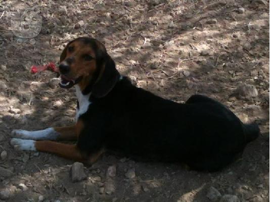 Γκεκας η Μπελλα χαριζεται