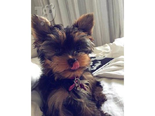 PoulaTo: Yorkshire Terrier Puppy προς πώληση!