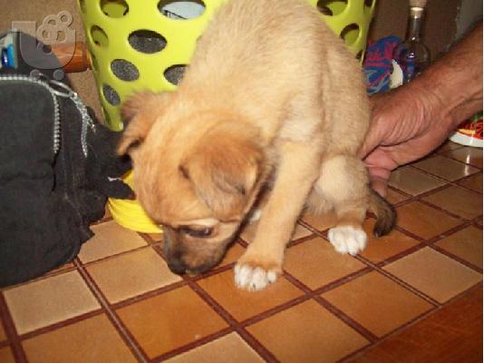 Κουταβακι χαριζεται