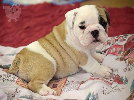 PoulaTo: Αγγλικό μπουλντόγκ / English bulldog