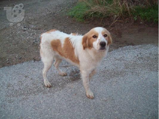 Επανιελακι ημιαιμο ψαχνει σπιτακι