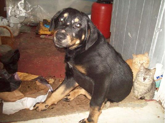 PoulaTo: Μεγαλοσωμο ημιαιμο rottweiler χαριζεται