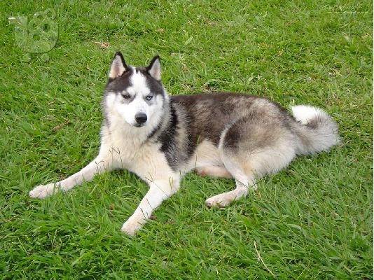 Husky καθαροαιμα κουταβια ΘΕΣΣΑΛΟΝΙΚΗ 2311288660