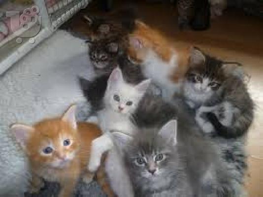 PoulaTo: Διαθέσιμο Maine Coon γατάκια