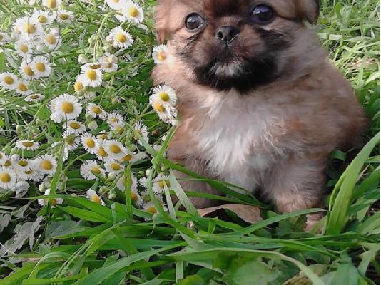 PoulaTo: ΠΕΚΙΝΟΥΑ