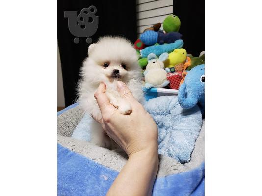 PoulaTo: πομερανικό κουτάβια / pomeranian