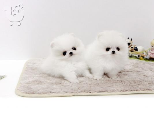 PoulaTo: πομεράνιαν κουτάβια  /  pomeranian