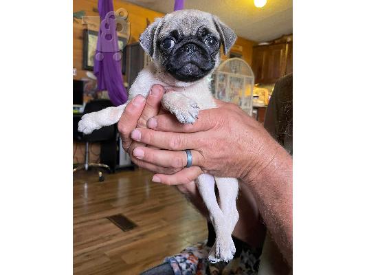 PoulaTo: πατημασιά κουτάβια / pug puppies