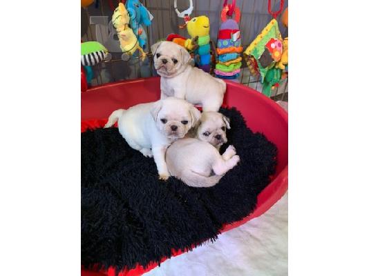 PoulaTo: pug puppies